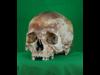 عرض جمجمة عمرها 500 عام بتقنية ثلاثية الأبعاد على الانترنت ضمن مشروع ماري روز