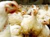 الدنمرك ترصد أول حالة لإنفلونزا الطيور في مزرعة والسويد ترفع حالة التأهب 