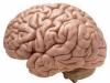 باحثون يكشفون استمرار نمو الدماغ بعد البلوغ