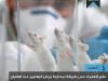 الطبّ يؤكد دوره في تراجع مرض الزهايمر عند الفئران