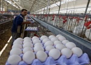 وزارة الزراعة تعلن نظاما جديدا لتتبع أمراض الدواجن