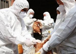فرنسا تعلن ظهور إصابات بأنفلونزا الطيور