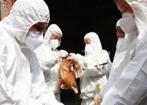 بيطري المنيا يستعد للشتاء بالتصدى لفيروس أنفلونزا الطيور