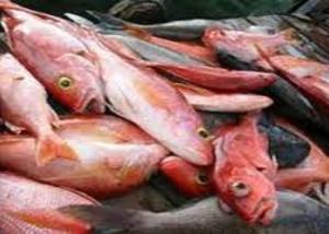عالم بالقومي للبحوث ينجح في ازالة ملوثات بيئية باستخدام عظام السمك