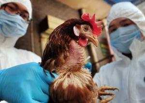 كوريا الجنوبية تمنع مؤقتا نقل الدواجن لمكافحة إنفلونزا الطيور
