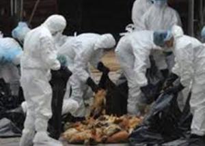 وفاة 79 شخصا بأنفلونزا الطيور في الصين خلال شهر يناير الماضي