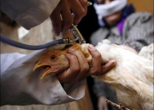 “الزراعة”: تراجع اعداد بؤر الاصابة بانفلونزا الطيور فى الصيف