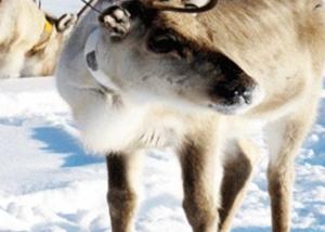 حيوان “الرنة” الكندي مهدد بالانقراض