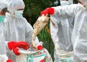 المنيا تواصل إعلان الطوارئ لمواجهة “أنفلونزا الطيور”