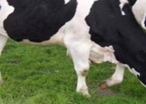جامعة بنسلفانيا :انخفاض نسبة انبعاث غاز الميثان بحوالي 30% الناتج من الأبقار اللبنية