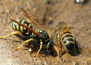 دراسة تربط بين مبيدات "نيونيكوتينويدز" وتناقص أعداد النحل البري