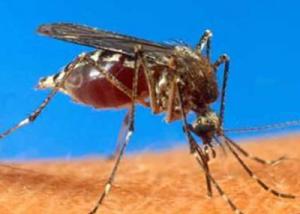 اكتشاف سلالة جديدة من فيروس “حمى الضنك” في اليابان