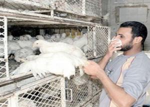 مصر : الصحة تؤكد ارتفاع الاصابة بـ" إنفلونزا الطيور" لـ 21..وتناشد اتخاذ الإجراءات الوقائية