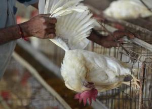 تشيلي ترصد إنفلونزا الطيور في مزرعة للدواجن