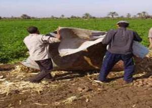 مصر : بروتوكول تعاون بين البيئة والهيئة العربية للتصنيع والشرقية للتخلص الآمن من المخلفات الزراعية