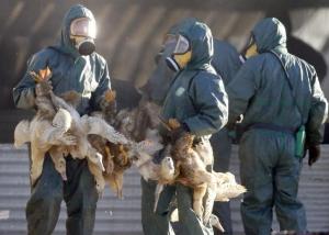 فرنسا تعدم آلافا من طيور البط لاحتواء إنفلونزا الطيور