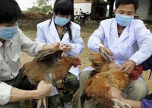 مقدونيا تسجل انتشار فيروس أنفلونزا الطيور إتش5إن8 في مزرعة