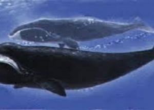 الحوت المقوس الرأس يحل لغز طول عمر بعض الثدييات