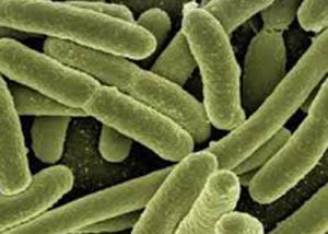 عالِمٌ يقوم بحقن نفسه ببكتيريا عمرها 3.5 ملايين سنة على أمل "إطالة حياته"