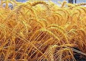 زراعة 149 ألف فدان قمح ببني سويف وسلالات جديدة لزيادة إنتاجية الفدان