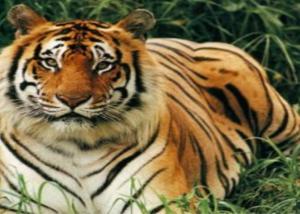النمور أول الحيوانات المتوحشة التي ستختفي من على الكرة الأرضية   