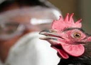 الصين تؤكد إصابة بشرية بإنفلونزا الطيور في إقليم قويتشو