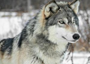 ولايات امريكية تعيد الذئب الرمادي الى قوائم الانواع المهددة بالانقراض
