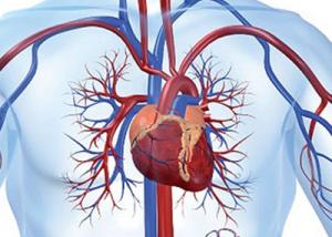 علماء يتوصلون إلى تجديد العضلات القلبية من خلال تحفيز هرمونى