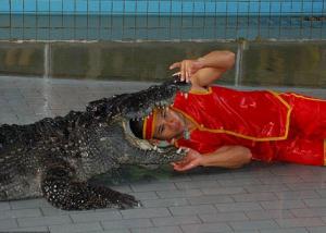تايلاندي متهور يضع رأسه بين فكي تمساح كبير