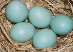 كشف سر الدجاجة التى تضع بيضا ازرق اللون